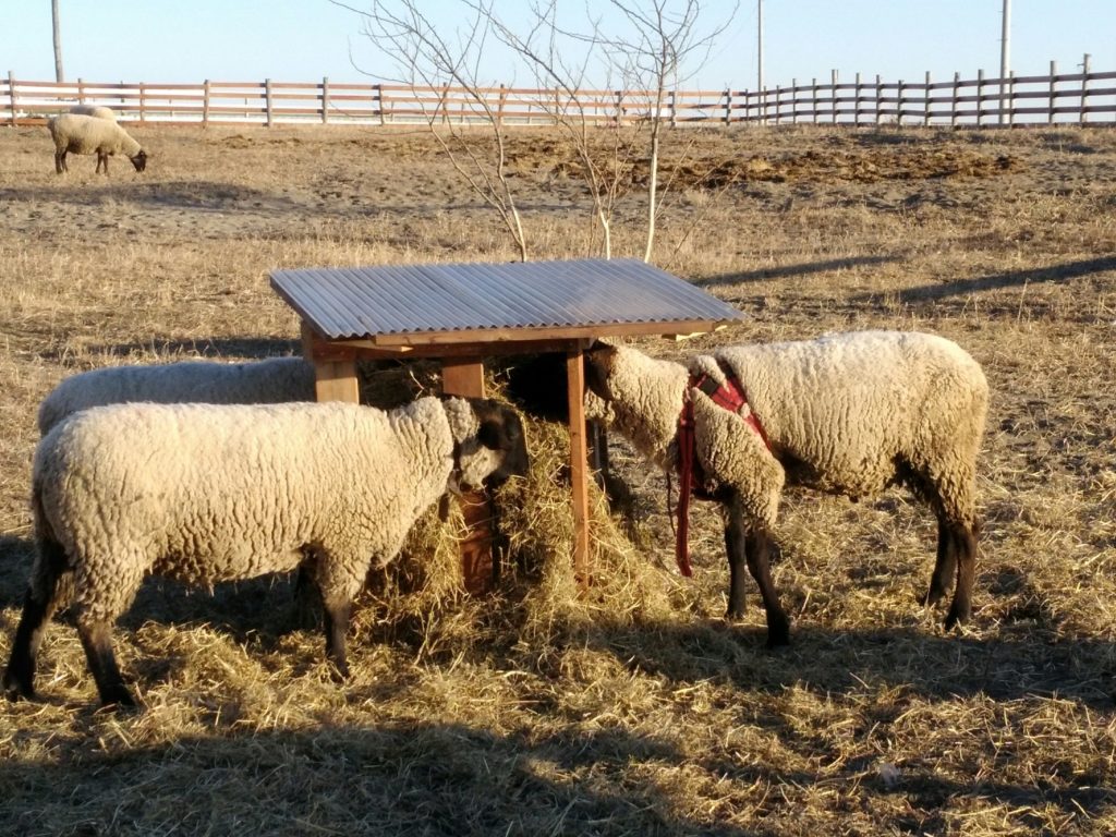 草を食べる羊