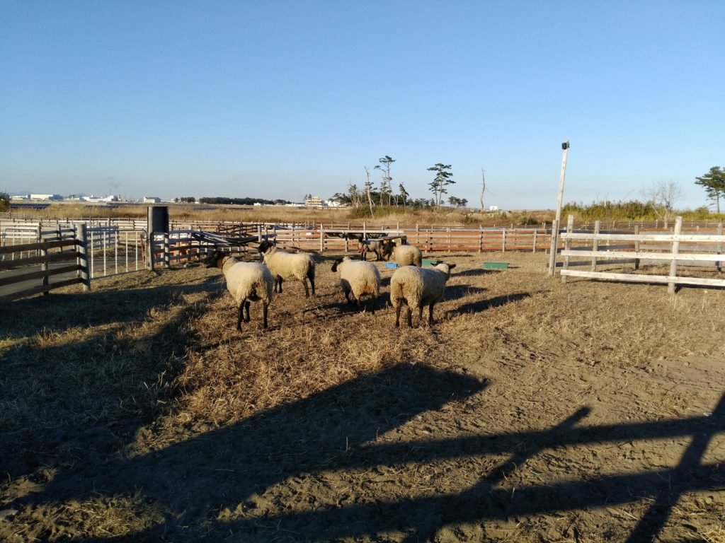 集まる羊