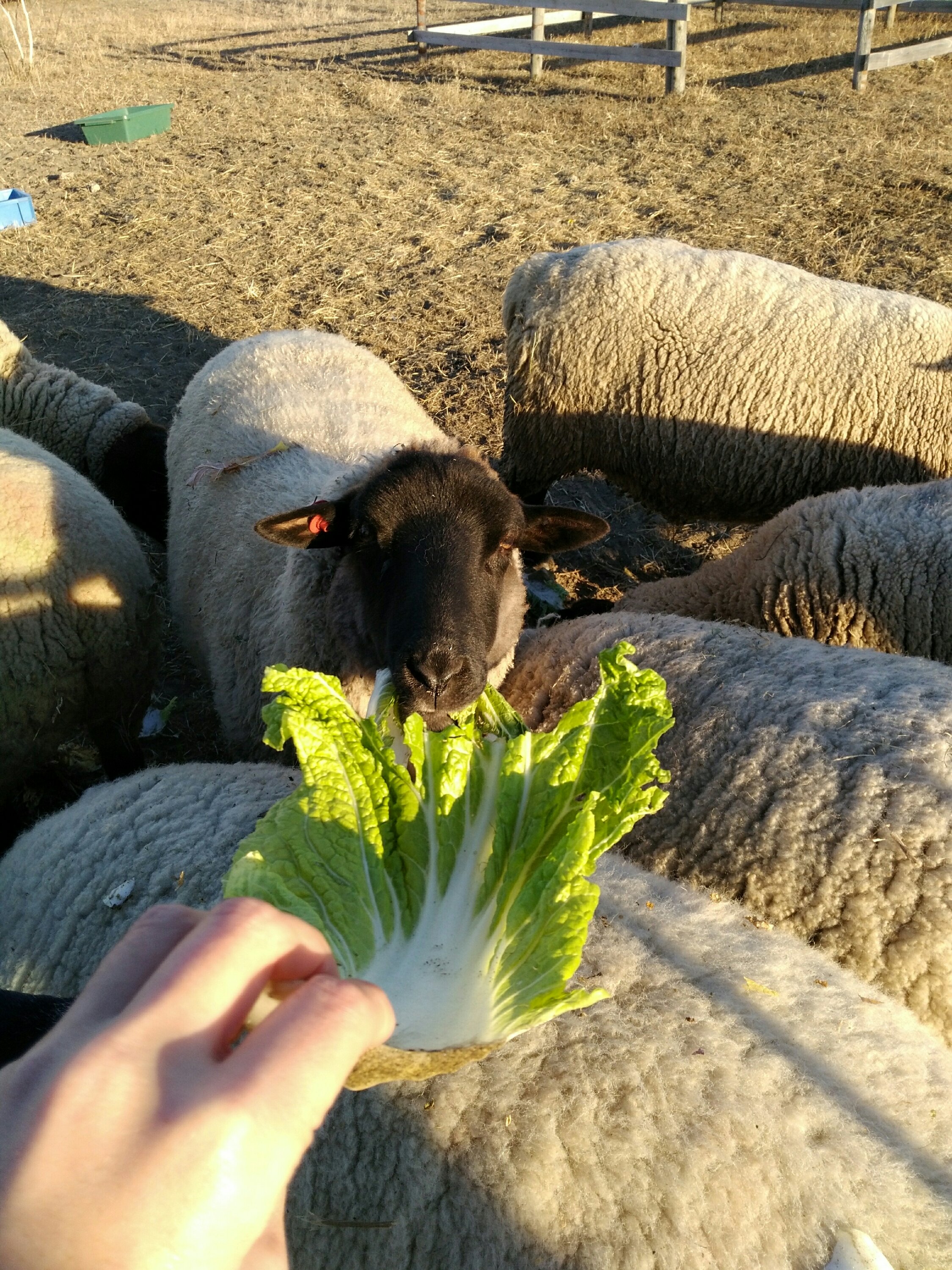 いわぬまひつじ村で羊にエサやり体験