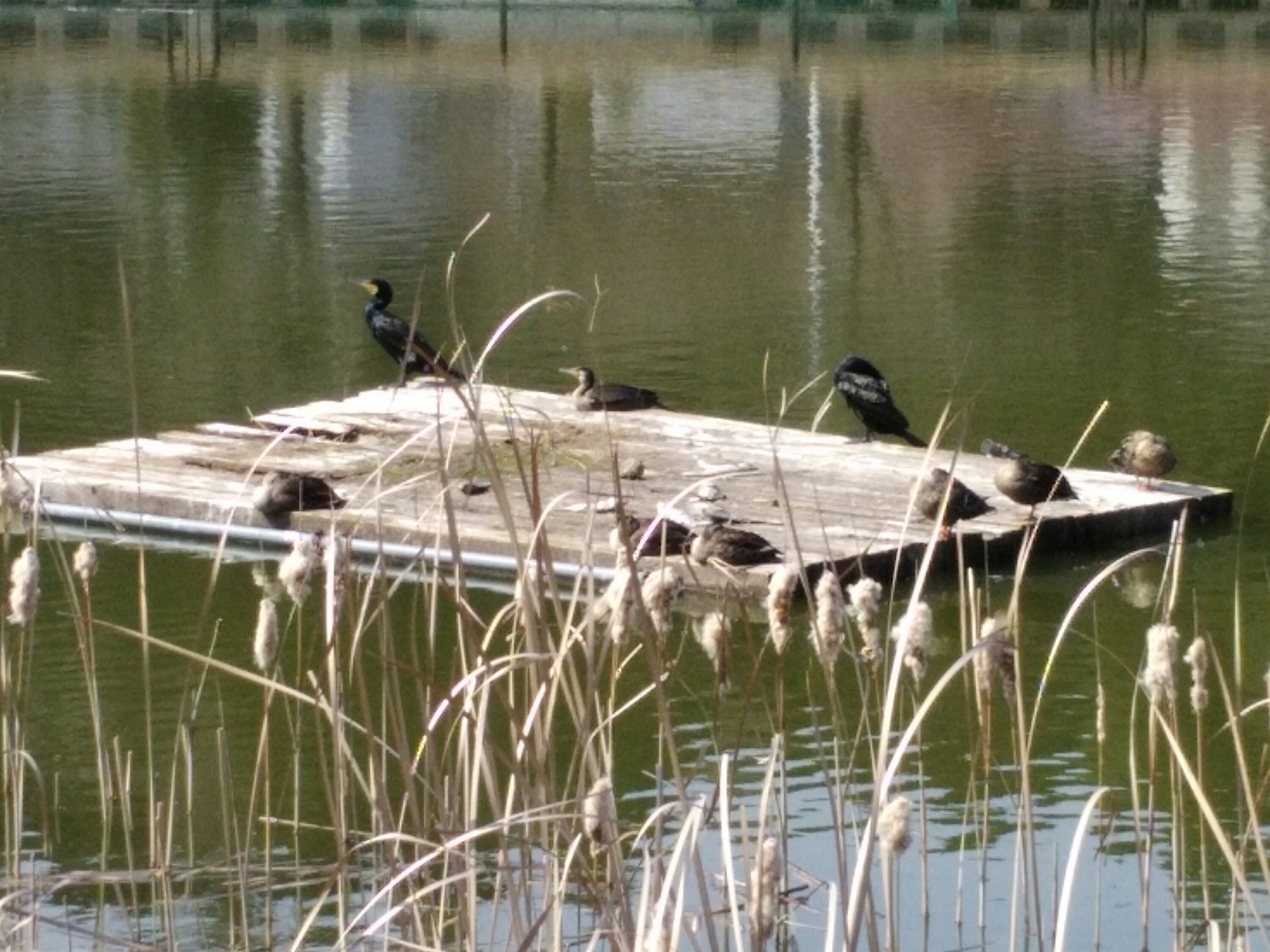 亘理公園 野鳥