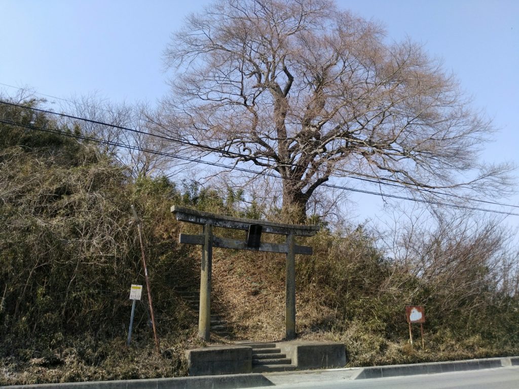 尊久老稲荷神社　桜