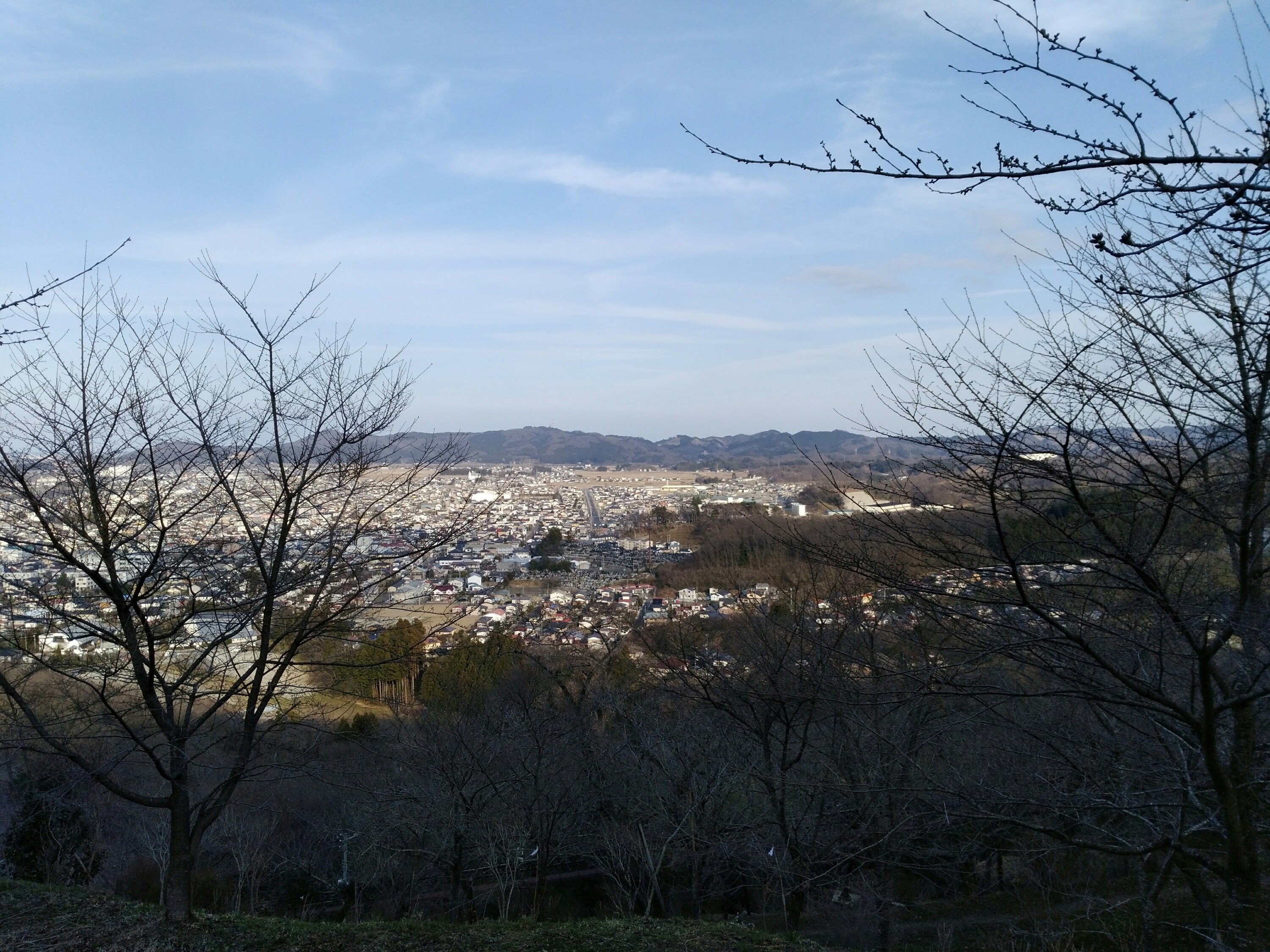 レンギョウの小道 景観2 船岡城址公園 レンギョウの小道 景観2