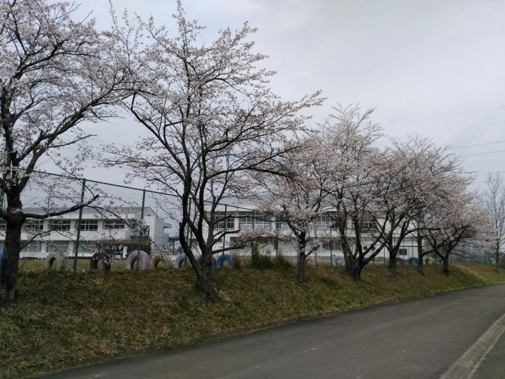 斎川小学校　桜