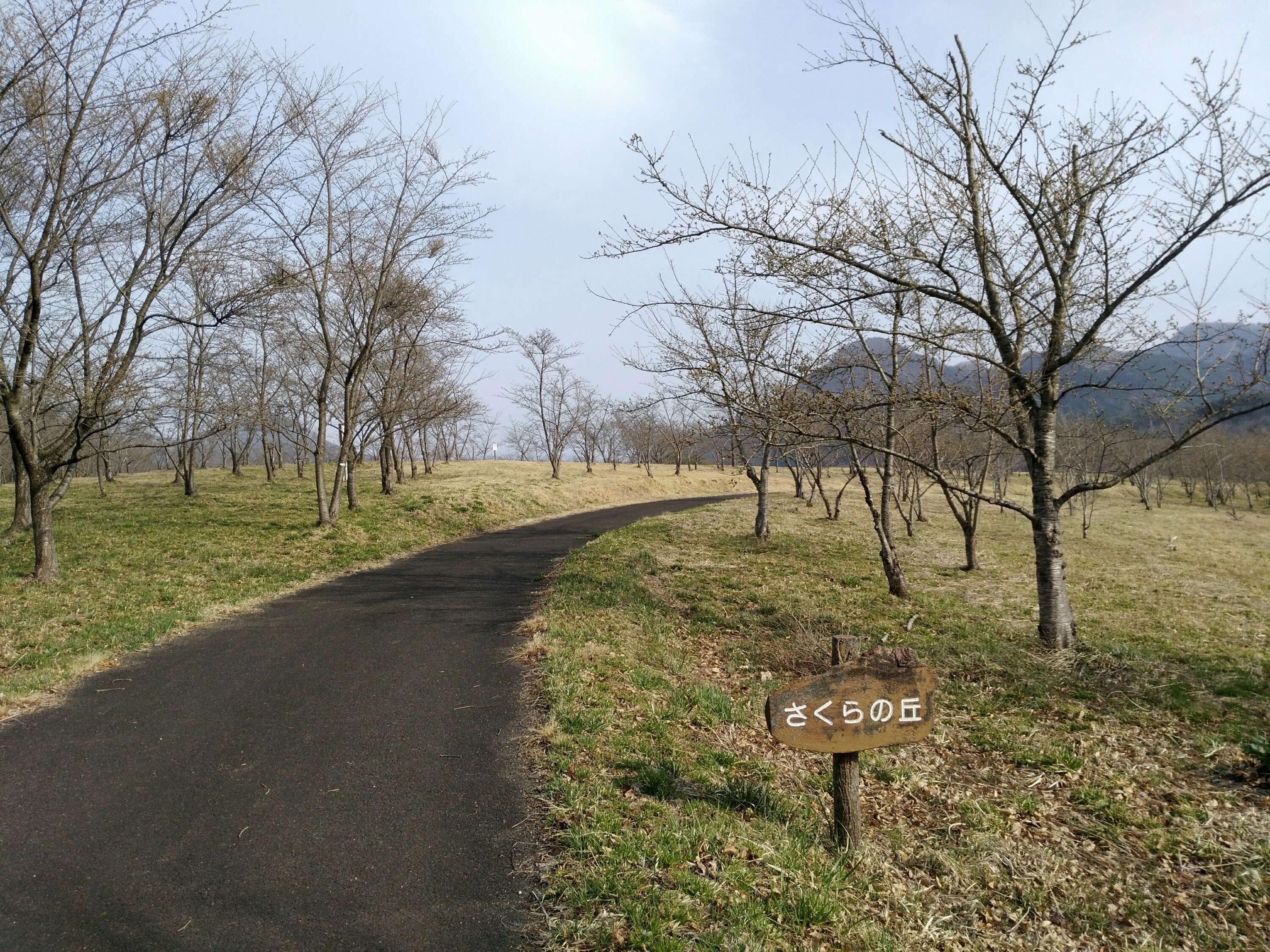 桜の丘 七ヶ宿自然休養公園 桜の丘