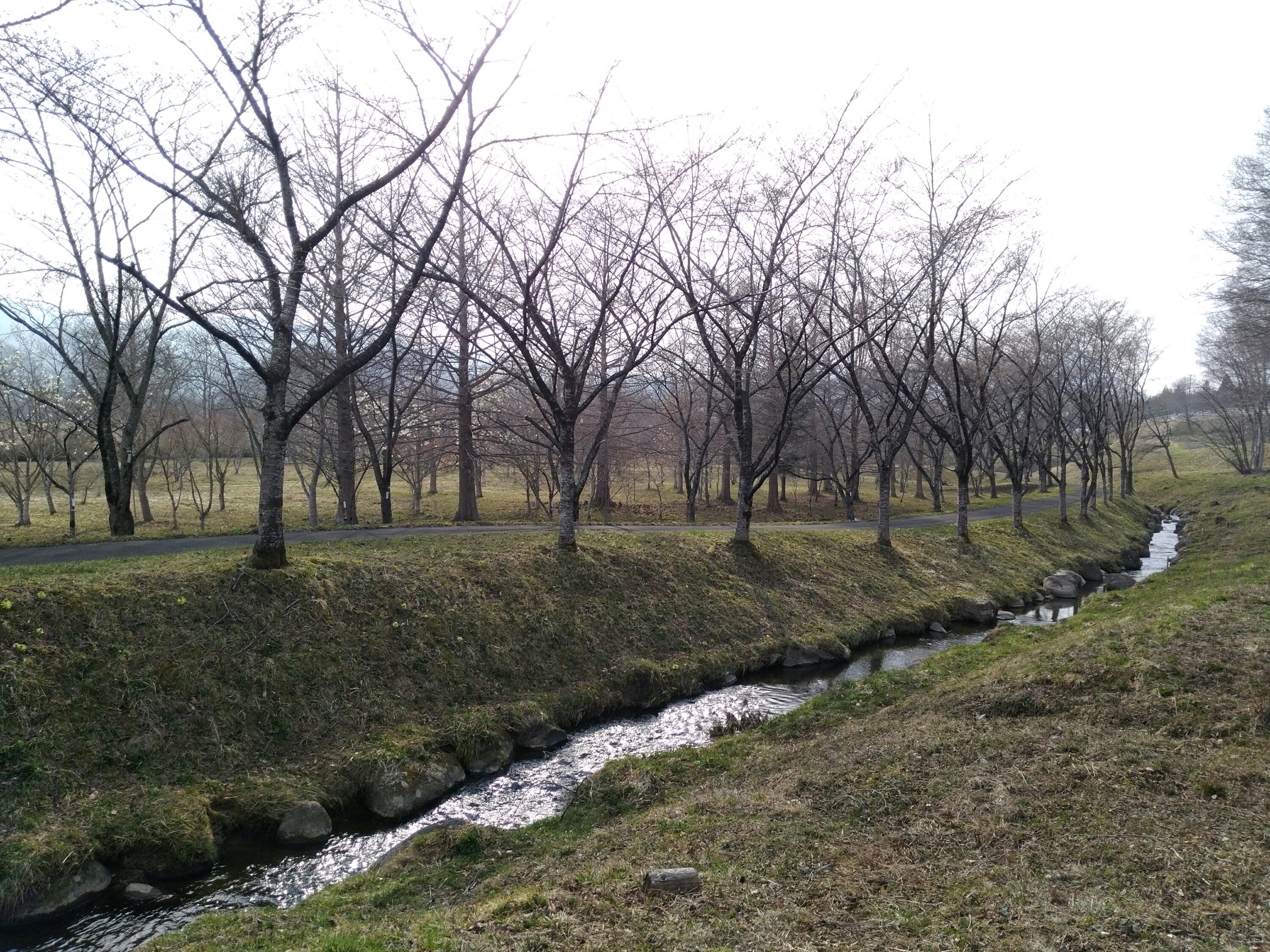 桜の森 七ヶ宿自然休養公園 桜の森