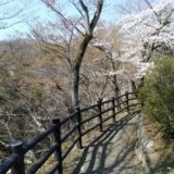 磊々峡 桜