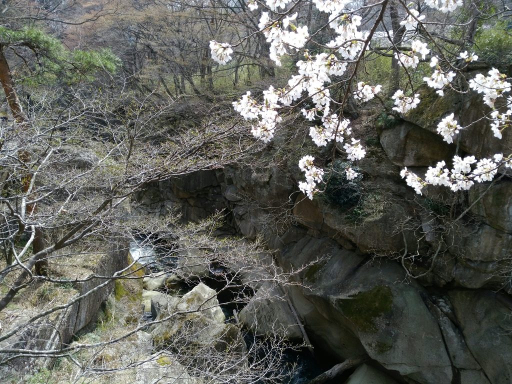 磊々峡　桜