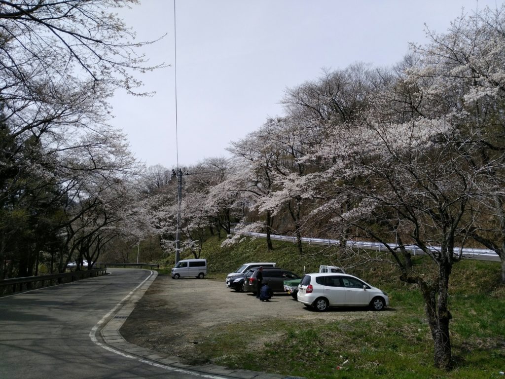 羽山橋　桜3