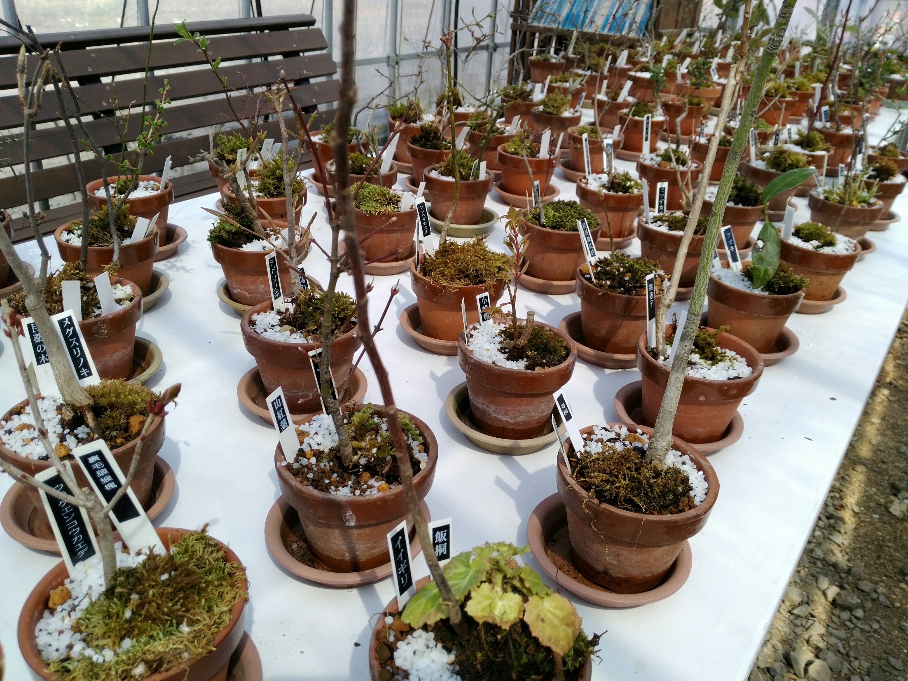 仙台市秋保大滝植物園 春 小鉢 小鉢