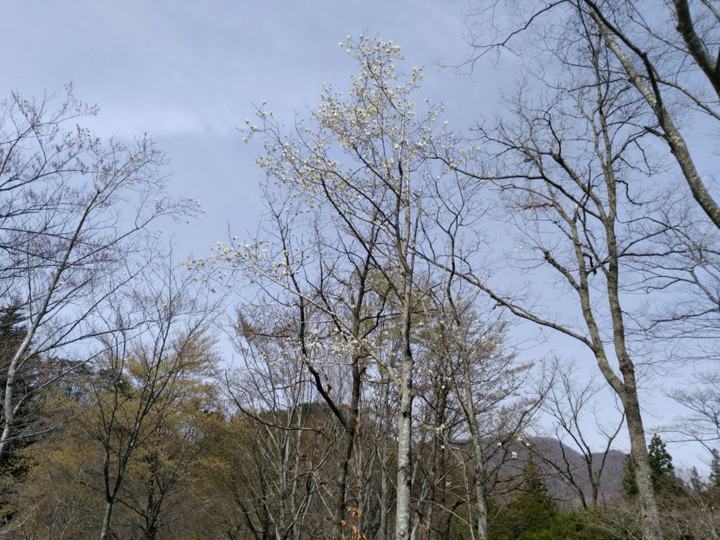 秋保大滝植物園　桜