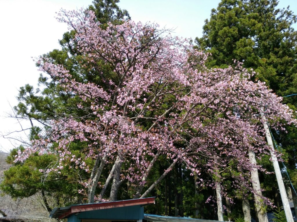 秋保大滝不動尊　売店の上の桜
