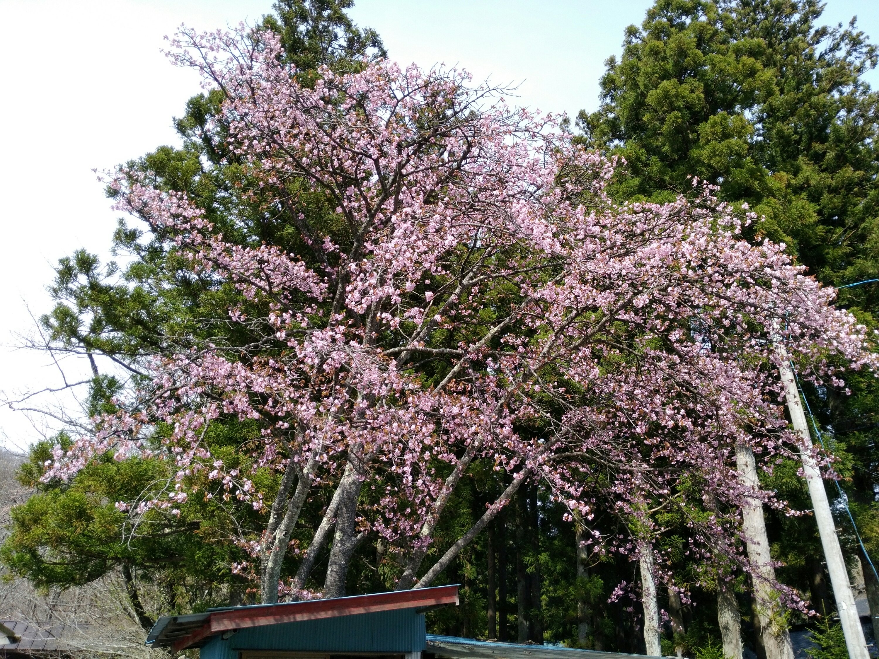 秋保大滝不動尊 売店の上の桜