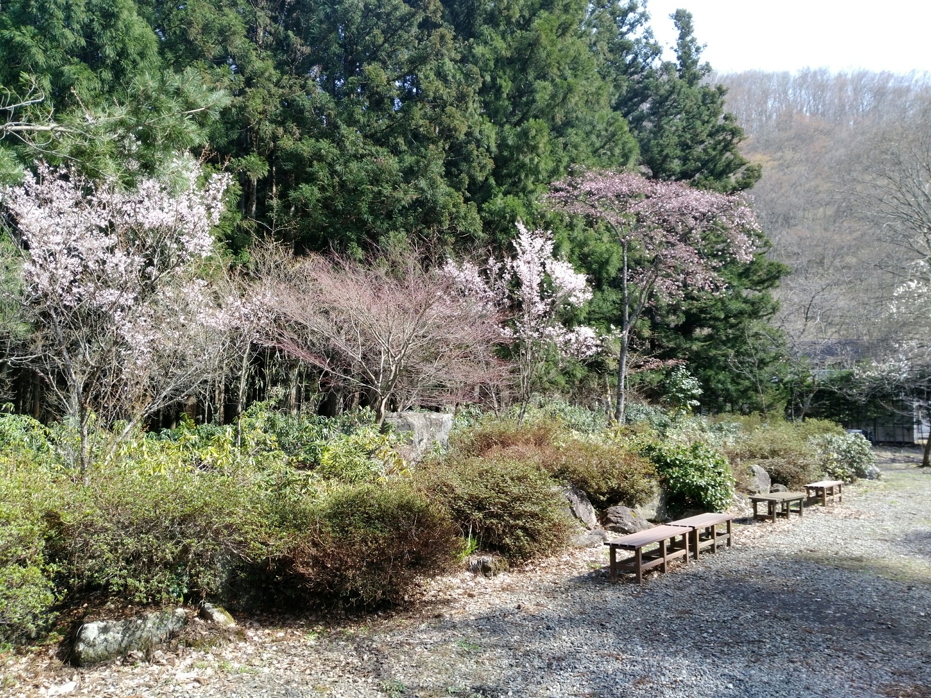 秋保大滝不動尊 神社の桜