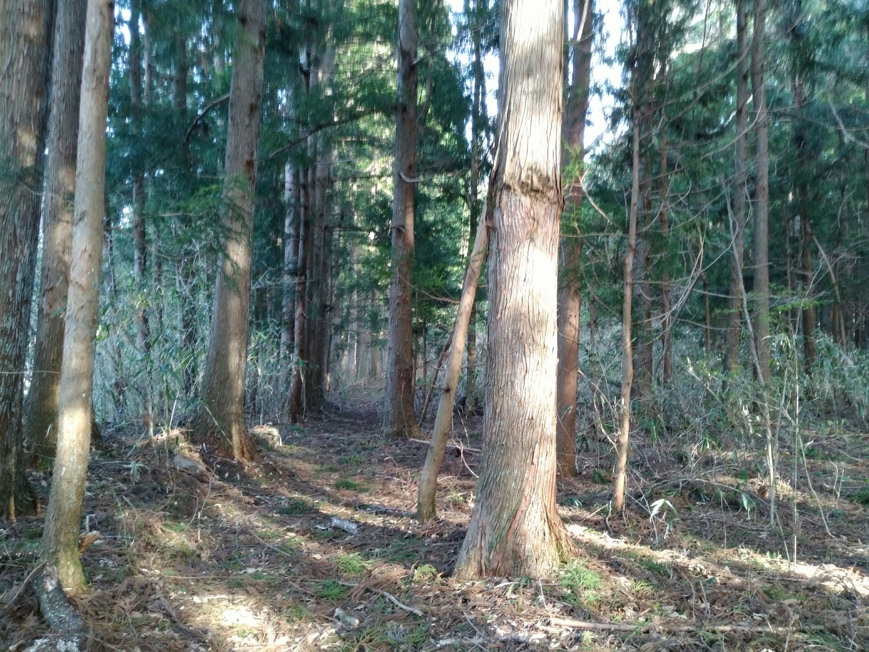 左の道