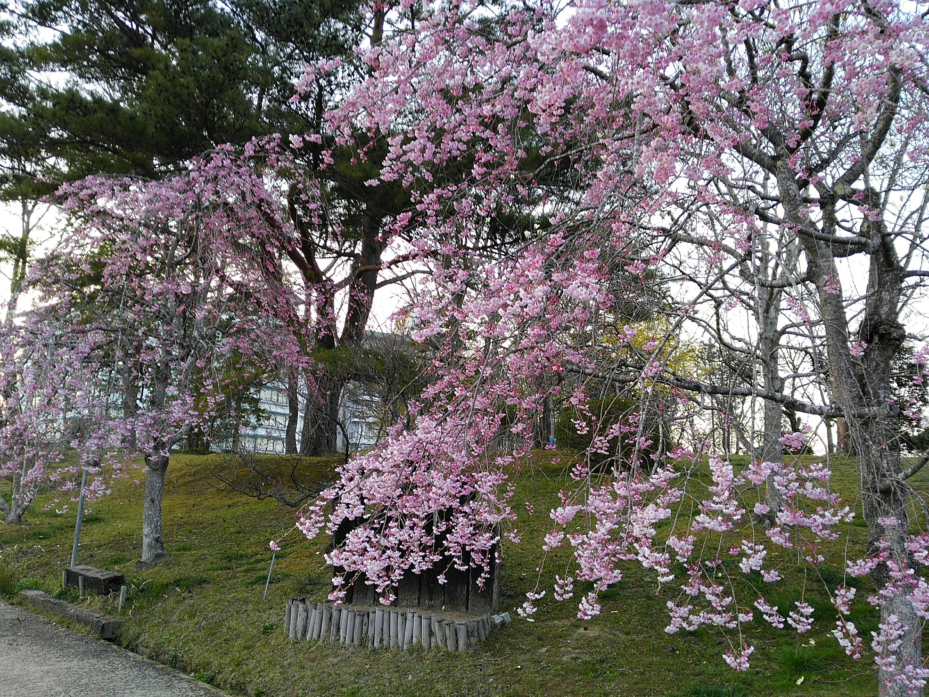 秋保 緑水亭 桜