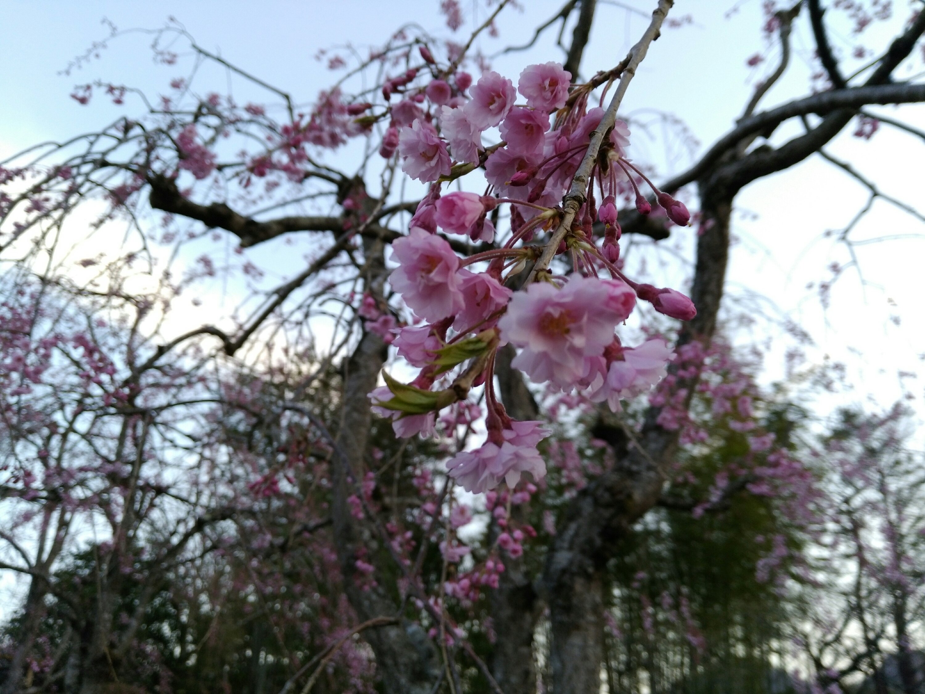 秋保温泉 緑水亭の桜