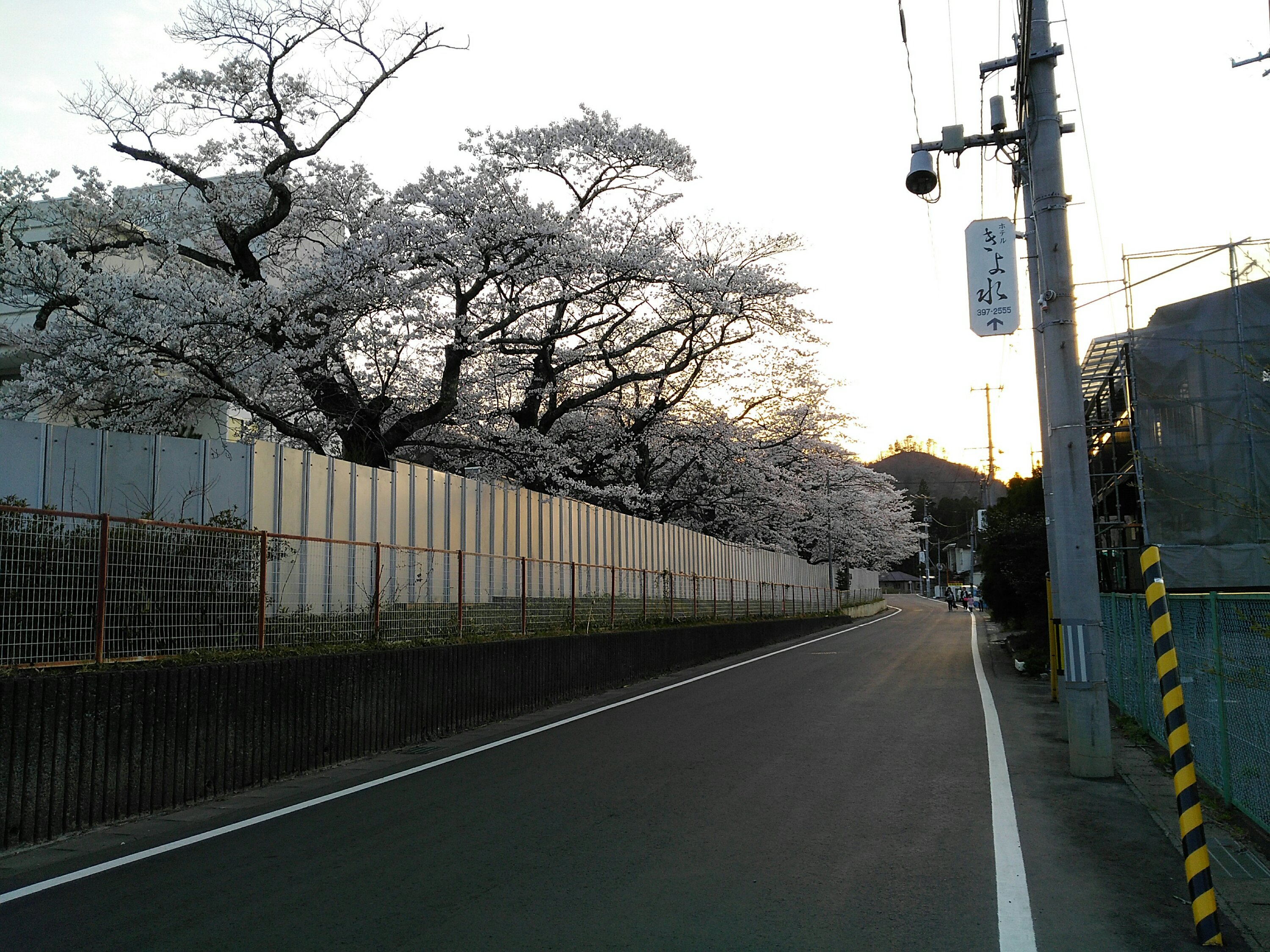 秋保 拓桃支援学校 桜