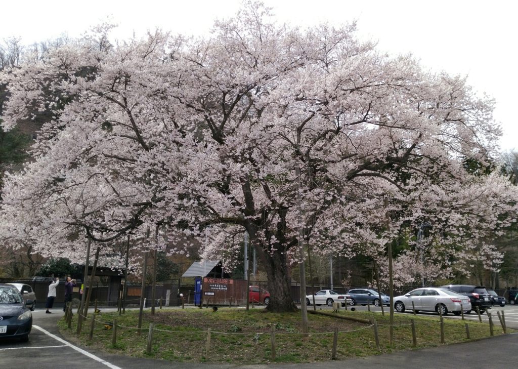 秋保　木の家　エドヒガン桜