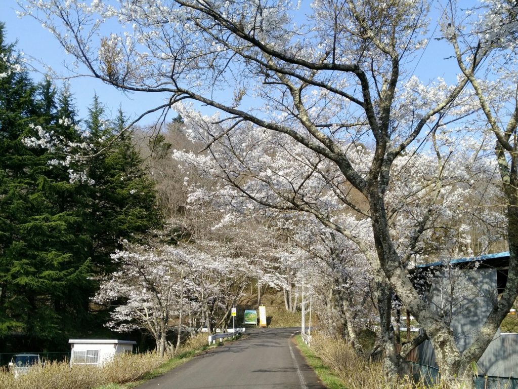秋保森林スポーツ公園　桜並木