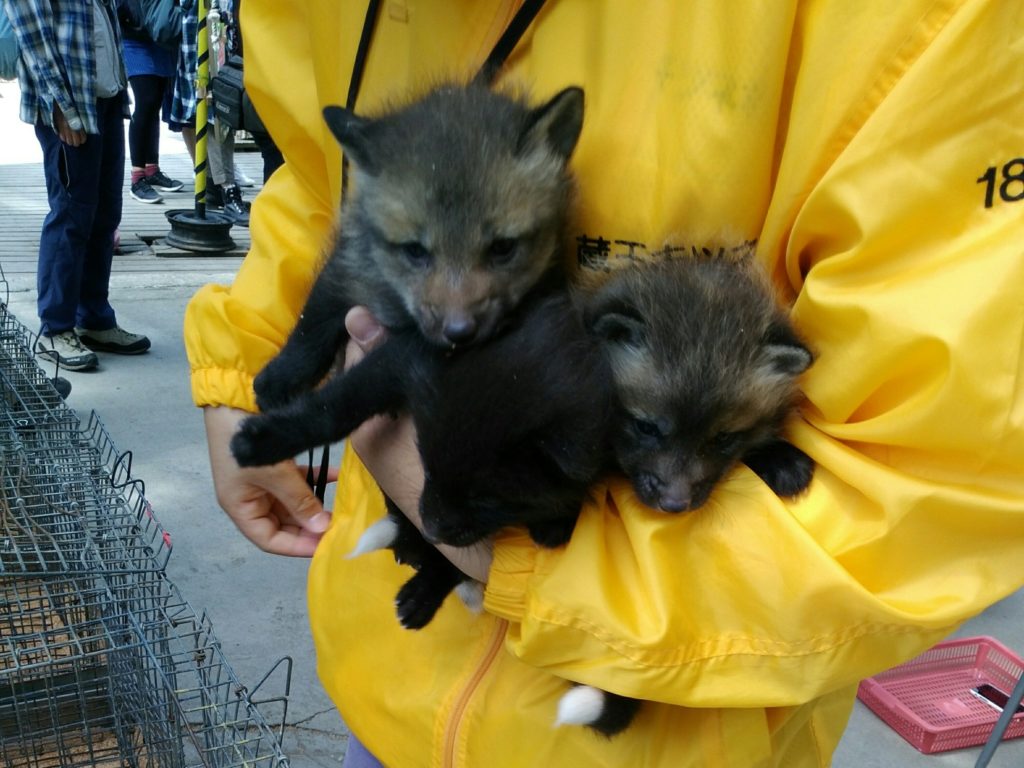 Fox Village in Miyagi Zao Hugging a child fox