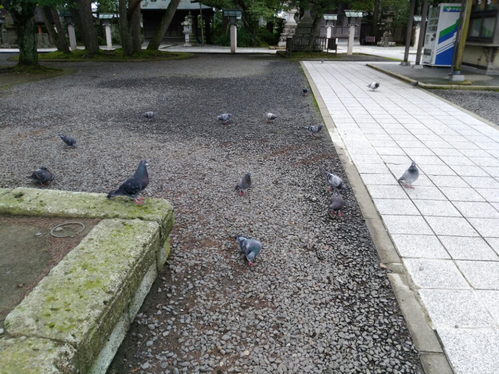 竹駒神社　鳩