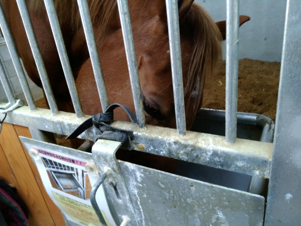 エサを食べる馬