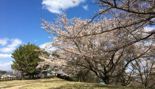 【仙台・宮城】お花見スポット・桜の名所イベントまとめ