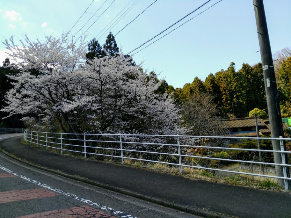 道中の桜