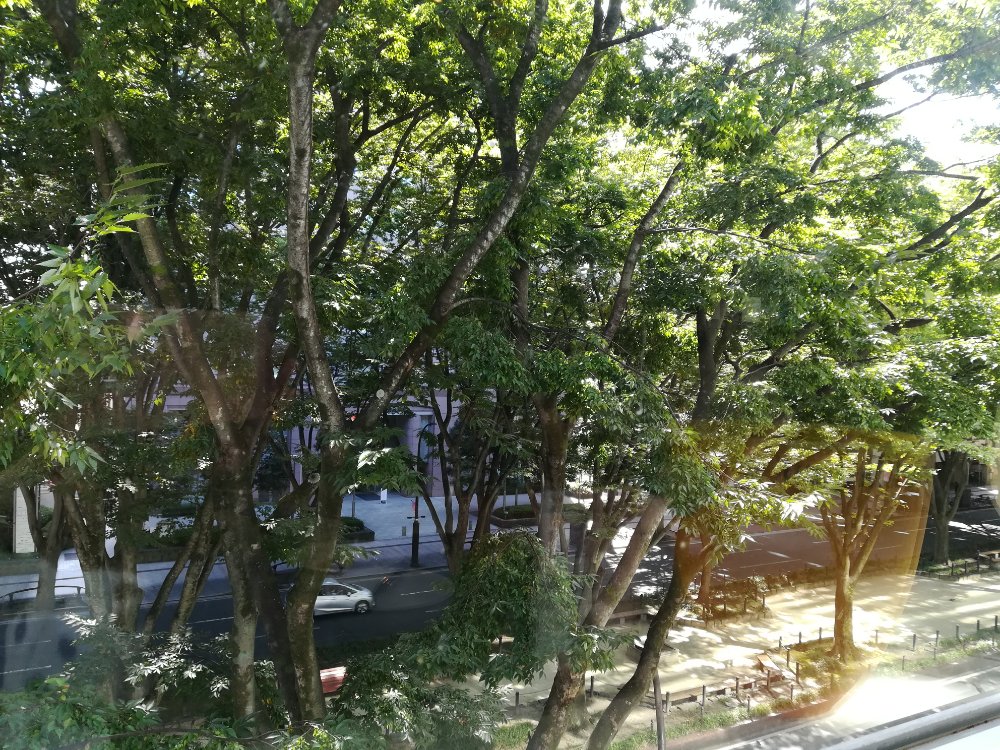 鉄板ダイニング譽から見える定禅寺通りのケヤキ並木