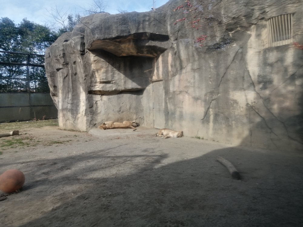 八木山動物公園のライオン