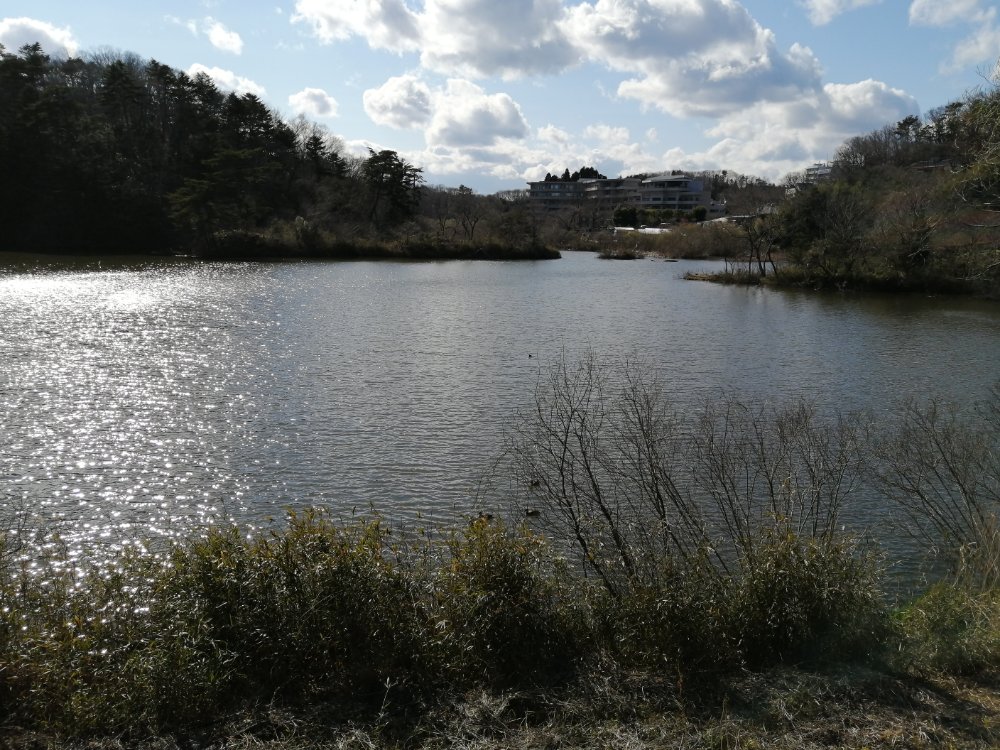 池と鴨