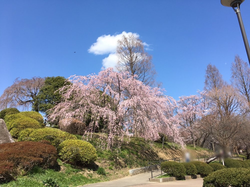 榴岡公園 桜の開花状況 年4月3日 仙台南つうしん