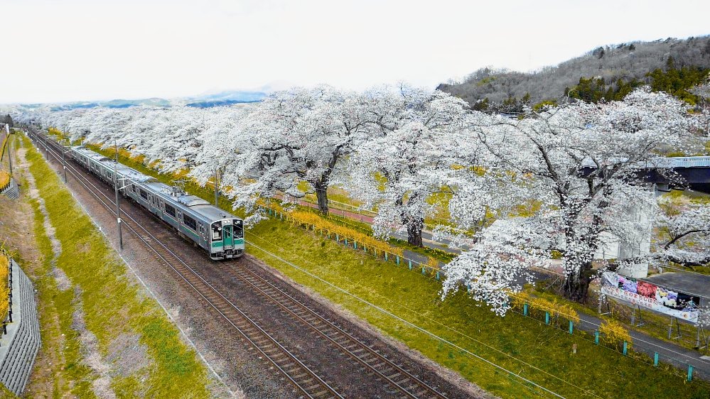 年 一目千本桜の様子 さくら祭りは中止 柴田町長のコメントも 仙台南つうしん