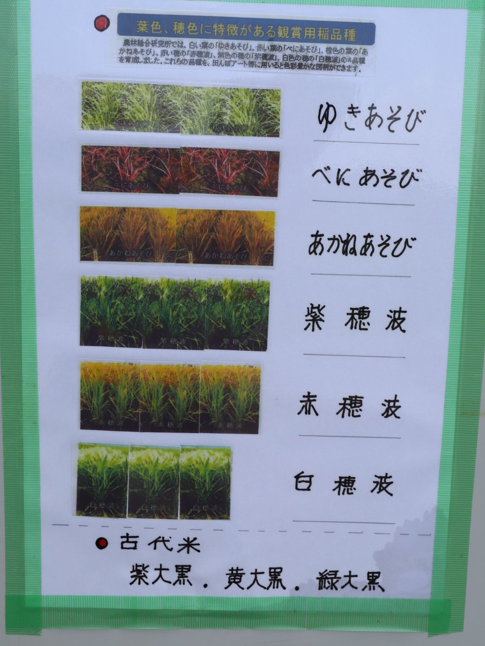 鑑賞用稲と古代米の種類
