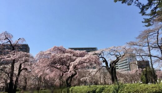 日本気象協会が2022年 桜の開花予想日を発表！宮城・仙台はいつ？