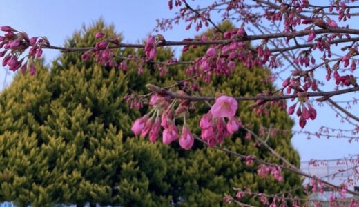 羽生結弦選手の記念樹「ゆづ桜」が開花！仙台市泉区七北田公園（2022.04.10）