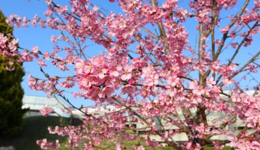仙台市泉区七北田公園の「ゆづ桜」が満開に（2022.4.12.夕方）