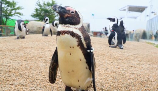 【潜入】ペンギン近すぎ可愛すぎ！仙台うみの杜水族館が初の大型リニューアル！