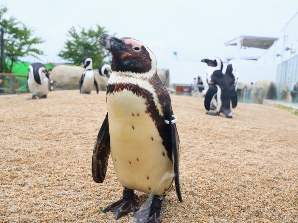 ペンギン 潜入】ペンギン近すぎ可愛すぎ！仙台うみの杜水族館が初の大型