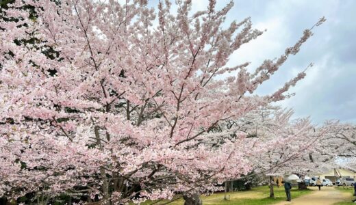 【レポ】仙台の桜名所「三神峯公園」で花見｜駐車場やイベント・売店情報も