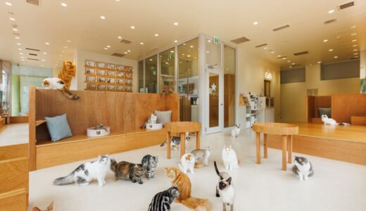 【仙台初出店】猫カフェ「Cat Café MOFF」が4月18日オープン！