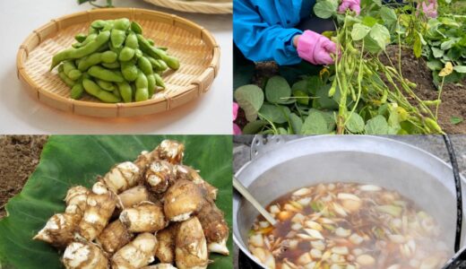 【仙台発】幻の里芋と秘伝豆が詰め放題！山形芋煮も味わえる「秋の味覚大収穫バスツアー」開催！【PR】